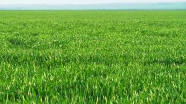 Genç buğday tarlası, arpa, çavdar. Genç, yeşil buğday filizleri. Tarım arazisi.