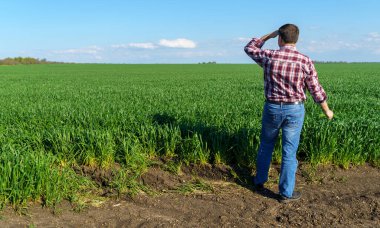 Bir çiftçi olarak tarlada ekose gömlek ve kot giymiş, buğday, arpa, çavdar ya da diğer mısır gevreklerinden oluşan taze lahanaları denetliyor ve denetliyor, bir tarım ve tarım kavramı.