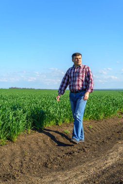 Bir çiftçi olarak tarlada ekose gömlek ve kot giymiş, buğday, arpa, çavdar ya da diğer mısır gevreklerinden oluşan taze lahanaları denetliyor ve denetliyor, bir tarım ve tarım kavramı.