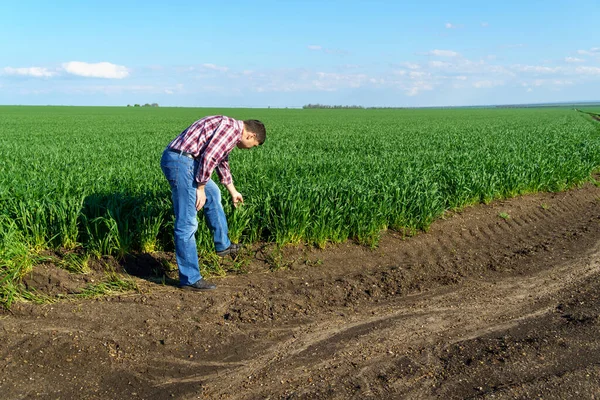 Man Farmer Walking Field Dressed Plaid Shirt Jeans Checks Inspects — Stock Photo, Image