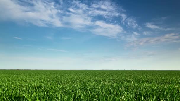 Timelapse Campo Grano Giovane Orzo Segale Germogli Grano Verde Giovani — Video Stock