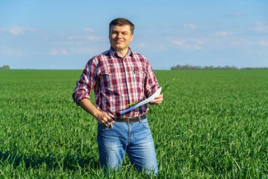Çiftçi kılığında bir adam, ekose gömlek ve kot giymiş bir şekilde tarlada poz verir, genç lahanaları, buğday, arpa, çavdar veya diğer mısır gevreklerini, tarım ve tarım kavramını kontrol eder ve inceler.