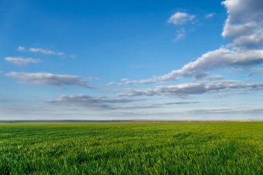 Genç filizleri olan tarımsal tarlalar ve bulutlu mavi bir gökyüzü - güzel bir bahar manzarası