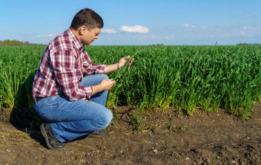 Bir çiftçi olarak tarlada ekose gömlek ve kot giymiş, buğday, arpa, çavdar ya da diğer mısır gevreklerinden oluşan taze lahanaları denetliyor ve denetliyor, bir tarım ve tarım kavramı.