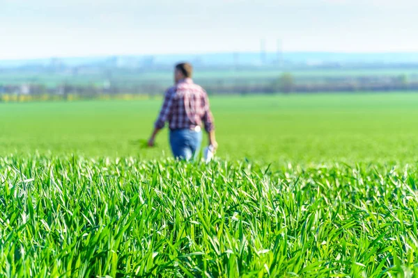 畑を歩いている農家の男性で 遊んだシャツやジーンズを着て 小麦や大麦やライ麦などの穀物の若い芽の作物をチェックして検査したり 農業や農業の概念 — ストック写真