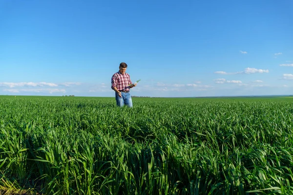 畑で遊んだシャツやジーンズを着た男が小麦や大麦やライ麦などの穀物や農業や農業の概念の若い芽の作物を調査し — ストック写真