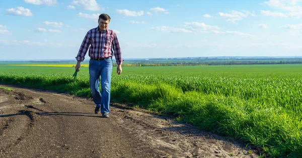 Man Farmer Walking Field Dressed Plaid Shirt Jeans Checks Inspects — Stock Photo, Image