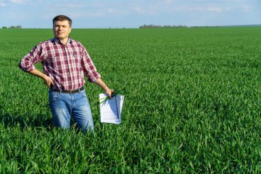 Çiftçi kılığında bir adam, ekose gömlek ve kot giymiş bir şekilde tarlada poz verir, genç lahanaları, buğday, arpa, çavdar veya diğer mısır gevreklerini, tarım ve tarım kavramını kontrol eder ve inceler.