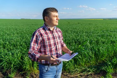 Çiftçi kılığında bir adam, ekose gömlek ve kot giymiş bir şekilde tarlada poz verir, genç lahanaları, buğday, arpa, çavdar veya diğer mısır gevreklerini, tarım ve tarım kavramını kontrol eder ve inceler.