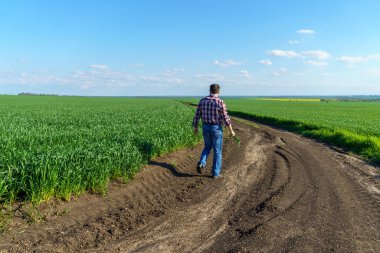 Bir çiftçi olarak tarlada ekose gömlek ve kot giymiş, buğday, arpa, çavdar ya da diğer mısır gevreklerinden oluşan taze lahanaları denetliyor ve denetliyor, bir tarım ve tarım kavramı.