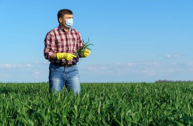 Bir adam tarlada ekose gömlek ve kot pantolon giymiş, koruyucu yüz maskesi takmış, lastik eldiven takmış, buğday, arpa veya çavdar veya diğer mısır gevreği ürünlerini kontrol ediyor ve teftiş ediyor.