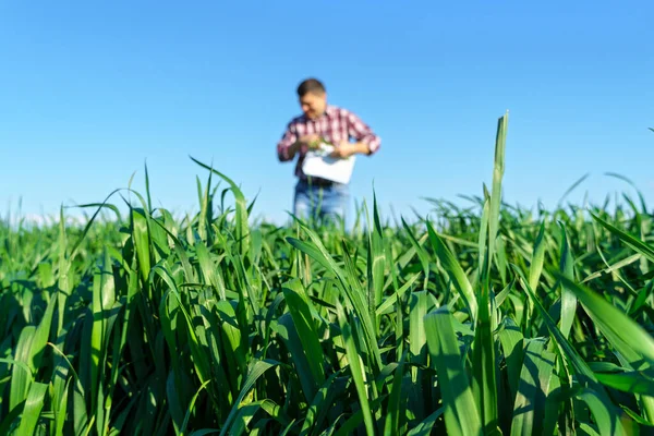 Homem Como Agricultor Coloca Campo Vestido Com Uma Camisa Xadrez — Fotografia de Stock