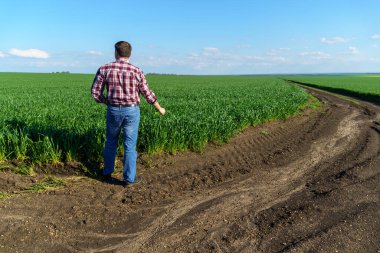 Bir çiftçi olarak tarlada ekose gömlek ve kot giymiş, buğday, arpa, çavdar ya da diğer mısır gevreklerinden oluşan taze lahanaları denetliyor ve denetliyor, bir tarım ve tarım kavramı.