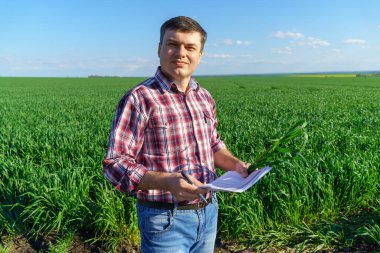 Çiftçi kılığında bir adam, ekose gömlek ve kot giymiş bir şekilde tarlada poz verir, genç lahanaları, buğday, arpa, çavdar veya diğer mısır gevreklerini, tarım ve tarım kavramını kontrol eder ve inceler.