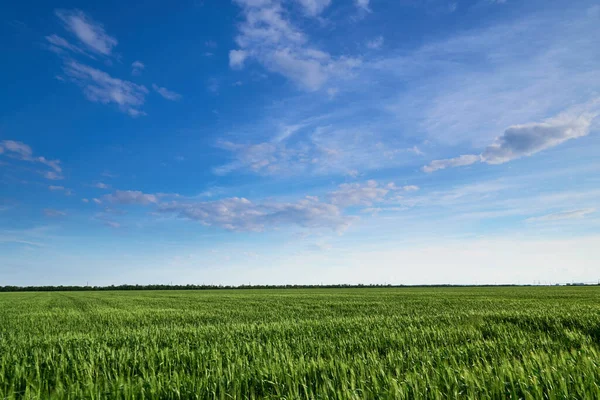 Pole Uprawy Pszenicy Jęczmienia Żyta Młode Zielone Kiełki Pszenicy Zbóż — Zdjęcie stockowe