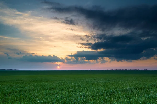 Сельскохозяйственное Поле Молодыми Побегами Голубым Небом Облаками Красивый Весенний Пейзаж — стоковое фото