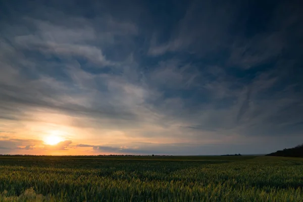 Sunset Young Wheat Field Barley Rye Young Green Wheat Sprouts — Stock Photo, Image