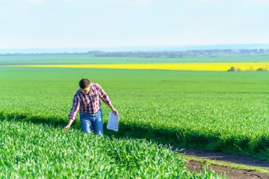 Bir çiftçi olarak tarlada ekose gömlek ve kot giymiş, buğday, arpa, çavdar ya da diğer mısır gevreklerinden oluşan taze lahanaları denetliyor ve denetliyor, bir tarım ve tarım kavramı.