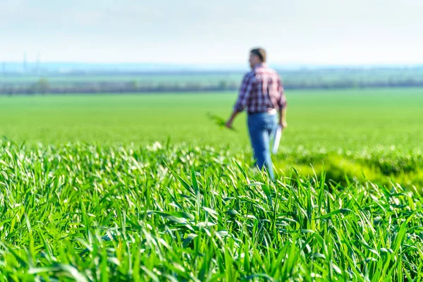 Bir Çiftçi Olarak Tarlada Ekose Gömlek Kot Giymiş Buğday Arpa — Stok fotoğraf