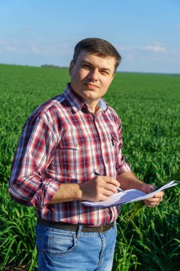Çiftçi kılığında bir adam, ekose gömlek ve kot giymiş bir şekilde tarlada poz verir, genç lahanaları, buğday, arpa, çavdar veya diğer mısır gevreklerini, tarım ve tarım kavramını kontrol eder ve inceler.