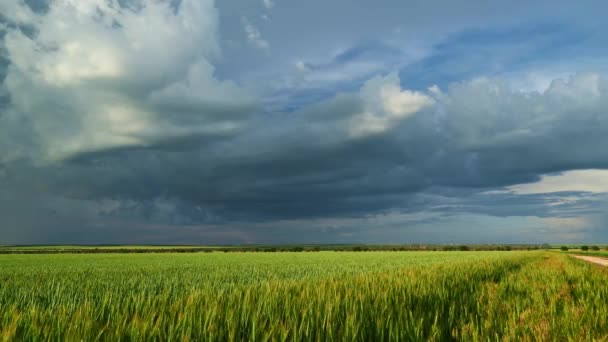 Timelapse Jeune Champ Blé Orge Seigle Jeunes Pousses Blé Vert — Video