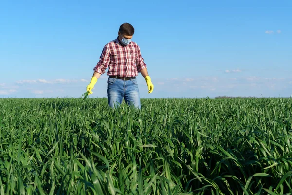 農場の農民としての男は 再生されたシャツやジーンズ 保護顔のマスクやゴム手袋を身に着けている 小麦やライ麦 または他の穀物の若い芽の作物をチェックして検査します — ストック写真