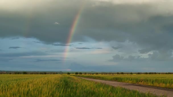 年轻的麦田 黑麦的时间 多云的天空和彩虹 嫩绿的小麦发芽成谷类作物 农业用地 — 图库视频影像