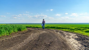 Bir çiftçi olarak tarlada ekose gömlek ve kot giymiş, buğday, arpa, çavdar ya da diğer mısır gevreklerinden oluşan taze lahanaları denetliyor ve denetliyor, bir tarım ve tarım kavramı.