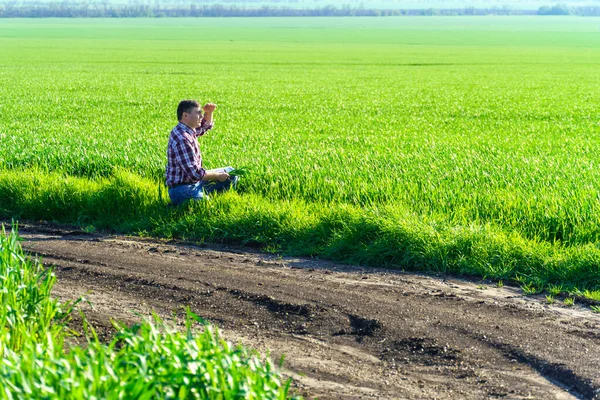 畑を歩いている農家の男性で 遊んだシャツやジーンズを着て 小麦や大麦やライ麦などの穀物の若い芽の作物をチェックして検査したり 農業や農業の概念 — ストック写真