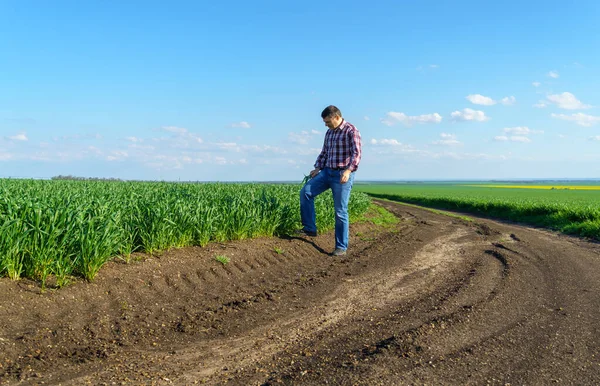 Bir çiftçi olarak tarlada ekose gömlek ve kot giymiş, buğday, arpa, çavdar ya da diğer mısır gevreklerinden oluşan taze lahanaları denetliyor ve denetliyor, bir tarım ve tarım kavramı.