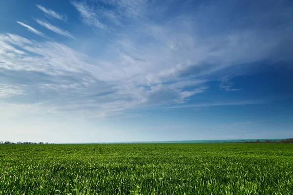 Pole Rolnicze Młodymi Kiełkami Błękitne Niebo Chmurami Piękny Wiosenny Krajobraz — Zdjęcie stockowe