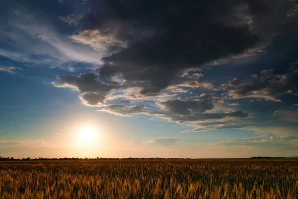 Pôr Sol Campo Trigo Jovem Cevada Centeio Jovens Brotos Trigo — Fotografia de Stock