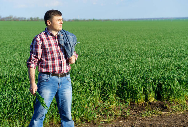 a man as a farmer walking along the field, dressed in a plaid shirt and jeans, checks and inspects young sprouts crops of wheat, barley or rye, or other cereals, a concept of agriculture and agronomy