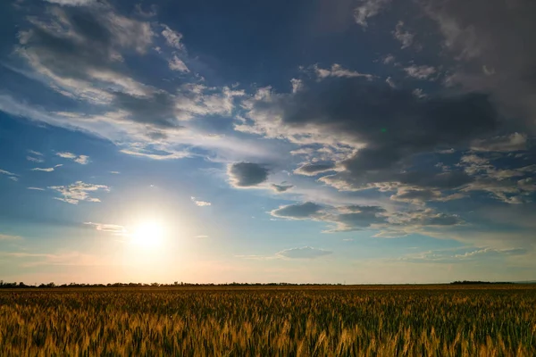 Pôr Sol Campo Trigo Jovem Cevada Centeio Jovens Brotos Trigo — Fotografia de Stock