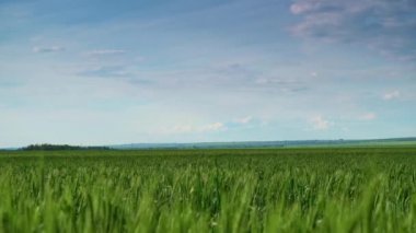 Genç buğday, arpa ve çavdar yetiştirmek için tarla. Genç, yeşil buğday filizleri. Tarım arazisi.