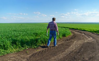 Bir çiftçi olarak tarlada ekose gömlek ve kot giymiş, buğday, arpa, çavdar ya da diğer mısır gevreklerinden oluşan taze lahanaları denetliyor ve denetliyor, bir tarım ve tarım kavramı.