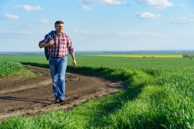 Bir çiftçi olarak tarlada ekose gömlek ve kot giymiş, buğday, arpa, çavdar ya da diğer mısır gevreklerinden oluşan taze lahanaları denetliyor ve denetliyor, bir tarım ve tarım kavramı.