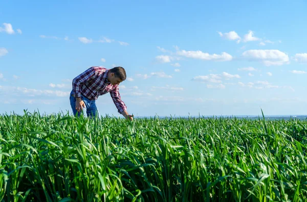 畑の中で遊んだシャツやジーンズを着た男が小麦や大麦やライ麦などの穀物の若芽作物をチェックして検査したり農業や農業の概念 — ストック写真