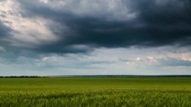 Timelapse of a young wheat field, barley, rye. Dark cloudy sky before storm and rain. Young green wheat sprouts of grain crops. Agricultural land.