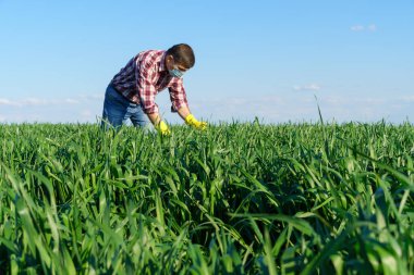 Bir adam tarlada ekose gömlek ve kot pantolon giymiş, koruyucu yüz maskesi takmış, lastik eldiven takmış, buğday, arpa veya çavdar veya diğer mısır gevreği ürünlerini kontrol ediyor ve teftiş ediyor.