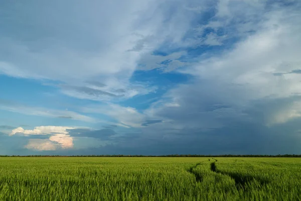 Agricultural Field Growing Young Wheat Barley Rye Beautiful Spring Landscape — Stock Photo, Image