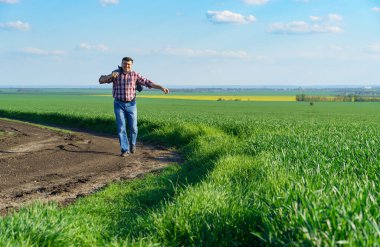 Bir çiftçi olarak tarlada ekose gömlek ve kot giymiş, buğday, arpa, çavdar ya da diğer mısır gevreklerinden oluşan taze lahanaları denetliyor ve denetliyor, bir tarım ve tarım kavramı.