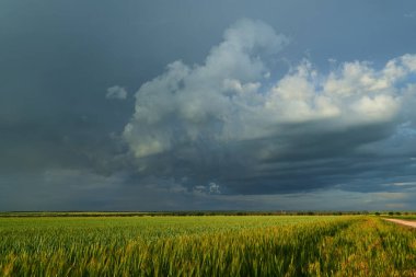 Genç buğday, arpa ve çavdar yetiştirmek için tarım tarlaları. Fırtınalı gökyüzü ile güzel bahar manzarası