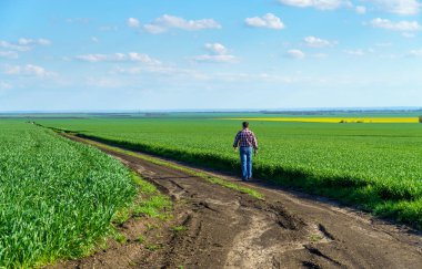 Bir çiftçi olarak tarlada ekose gömlek ve kot giymiş, buğday, arpa, çavdar ya da diğer mısır gevreklerinden oluşan taze lahanaları denetliyor ve denetliyor, bir tarım ve tarım kavramı.