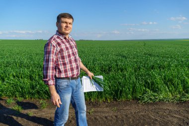 Çiftçi kılığında bir adam, ekose gömlek ve kot giymiş bir şekilde tarlada poz verir, genç lahanaları, buğday, arpa, çavdar veya diğer mısır gevreklerini, tarım ve tarım kavramını kontrol eder ve inceler.
