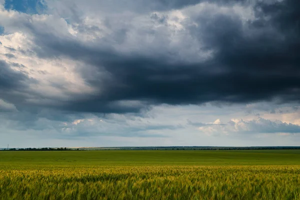 Jovem Chicote Campo Verde Escuro Céu Dramático Com Nuvens Chuvosas — Fotografia de Stock