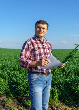 Çiftçi kılığında bir adam, ekose gömlek ve kot giymiş bir şekilde tarlada poz verir, genç lahanaları, buğday, arpa, çavdar veya diğer mısır gevreklerini, tarım ve tarım kavramını kontrol eder ve inceler.