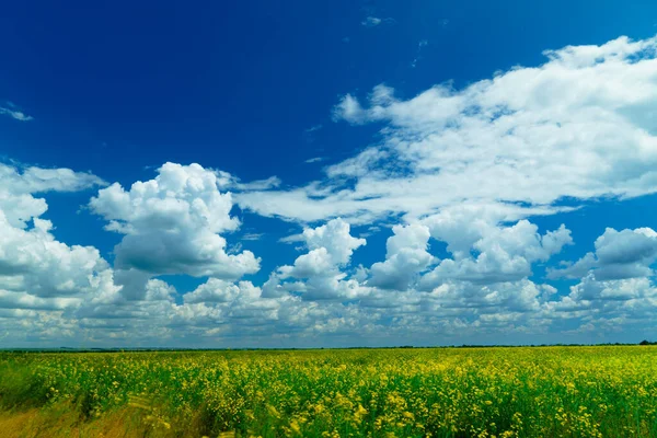 Campo Colza Cielo Nublado Día Soleado Brillante Tierra Agrícola Hermoso —  Fotos de Stock
