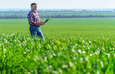 Çiftçi kılığında bir adam, ekose gömlek ve kot giymiş bir şekilde tarlada poz verir, genç lahanaları, buğday, arpa, çavdar veya diğer mısır gevreklerini, tarım ve tarım kavramını kontrol eder ve inceler.
