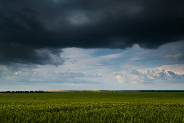 young wheaten green field and dark dramatic sky with rainy clouds, beautiful landscape in the evening